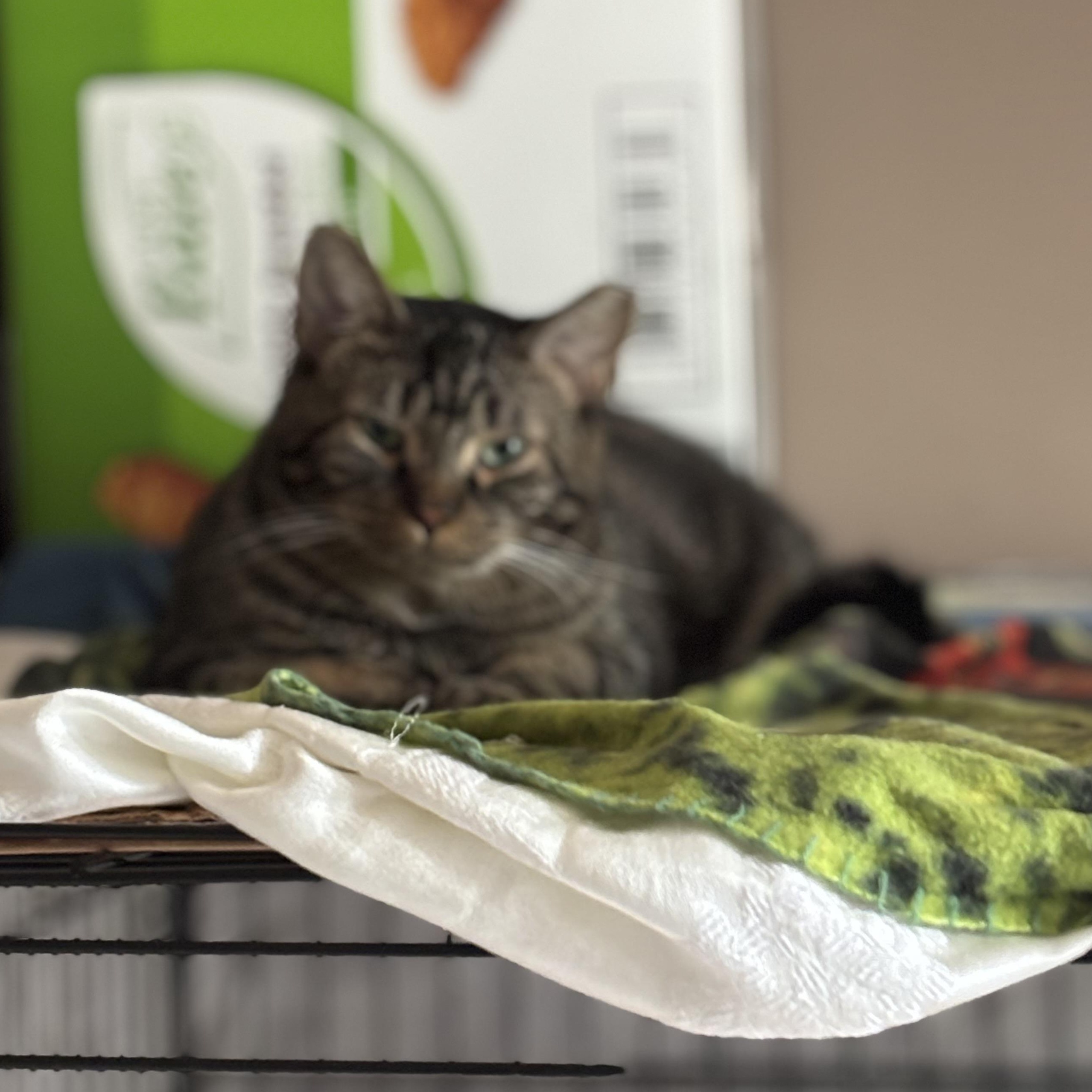 Enlarge AXEL ROSE, a Adoptable Domestic Short Hair in Pittsburgh, PA image 3/3