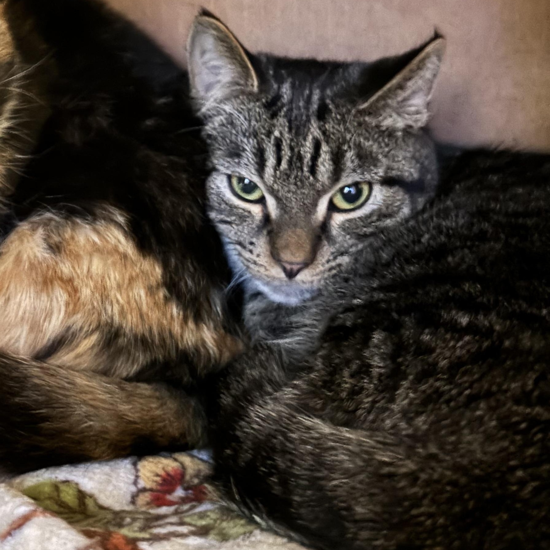 Enlarge AXEL ROSE, a Adoptable Domestic Short Hair in Pittsburgh, PA image 1/1