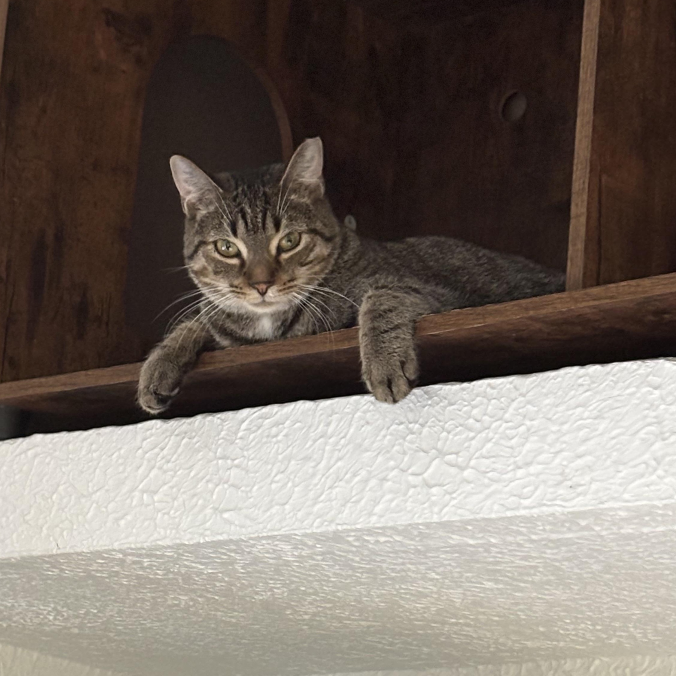 Enlarge AXEL ROSE, a Adoptable Domestic Short Hair in Pittsburgh, PA image 1/3