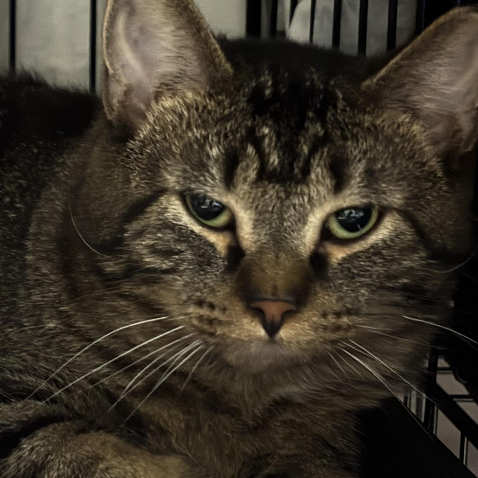 Enlarge AXEL ROSE, a Adoptable Domestic Short Hair in Pittsburgh, PA image 2/3