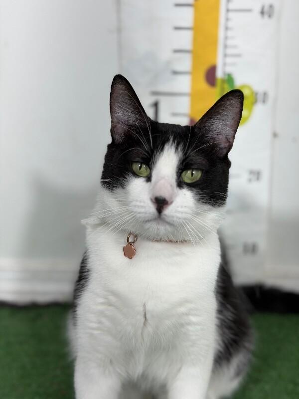 Blue moon-One of our Amazing Rescue Cats, Adoptable, Young Female American Shorthair & Domestic Short Hair.
