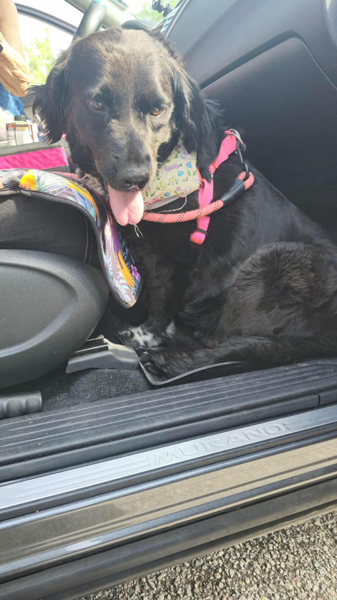 Bertha, Adoptable, Senior Female Spaniel & Collie.