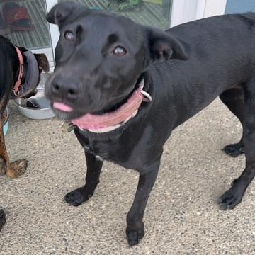 Marley, Adoptable, Adult Female Mixed Breed.
