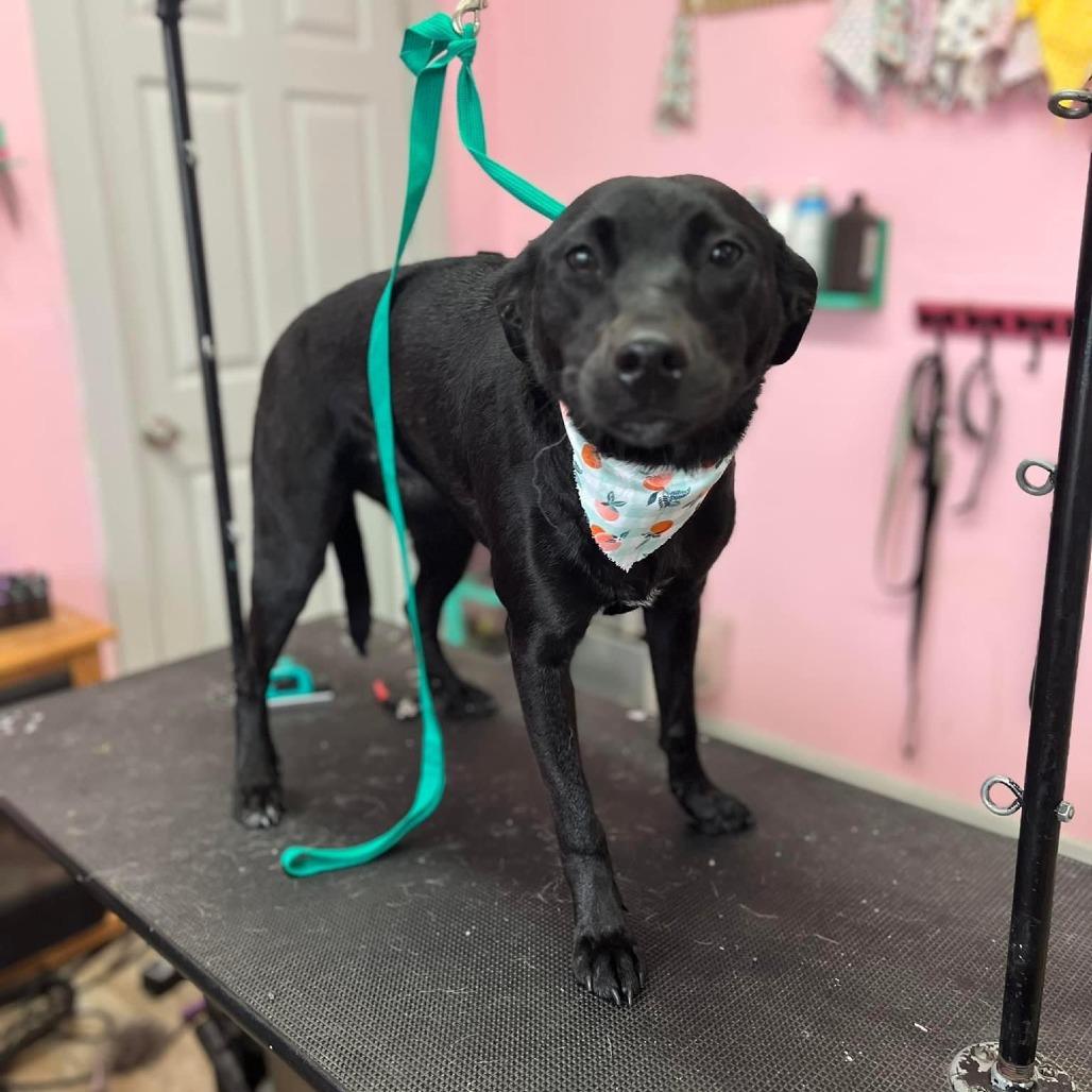 Marley, a Adoptable Mixed Breed in Ferndale, WA image 2/4