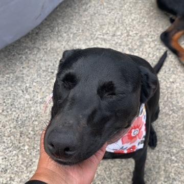 Marley, a Adoptable Mixed Breed in Ferndale, WA image 3/4