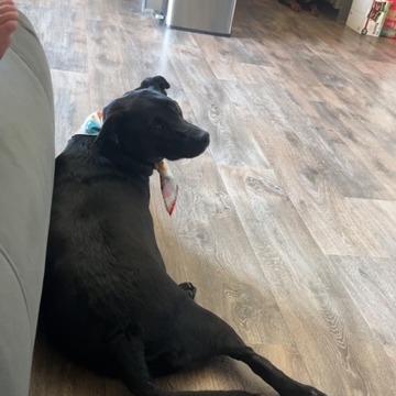 Marley, a Adoptable Mixed Breed in Ferndale, WA image 4/4