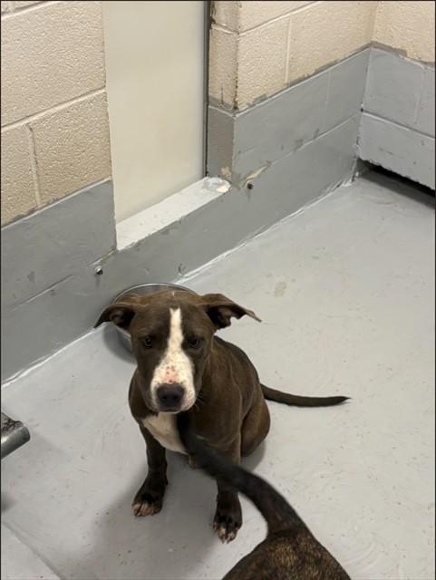 Enlarge DOPPLER, a Adoptable mixed breed in Augusta, GA image 1/1