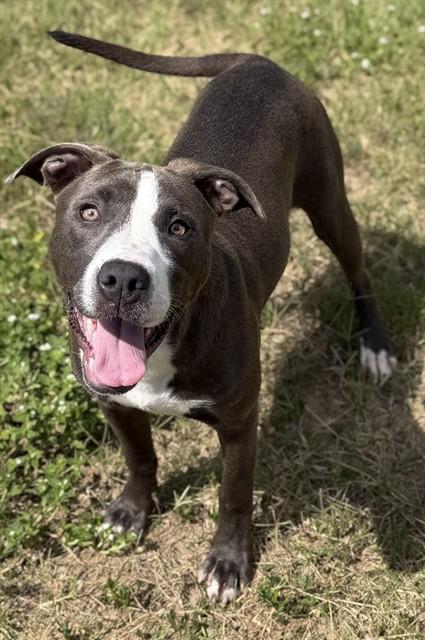 Enlarge DOPPLER, a Adoptable mixed breed in Augusta, GA image 1/1