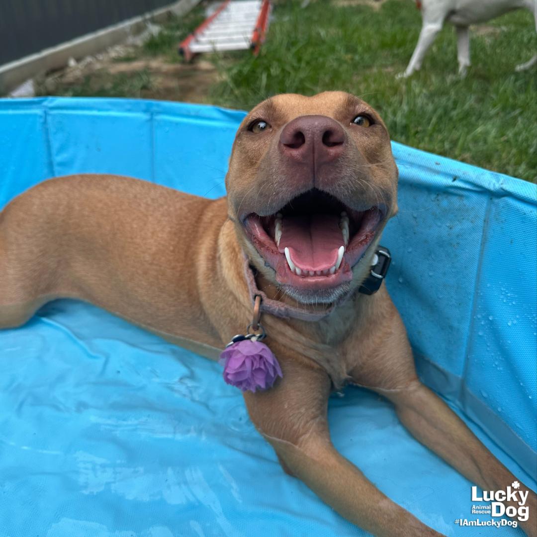 Enlarge Ma'am, a Adoptable mixed breed in Washington, DC image 1/3