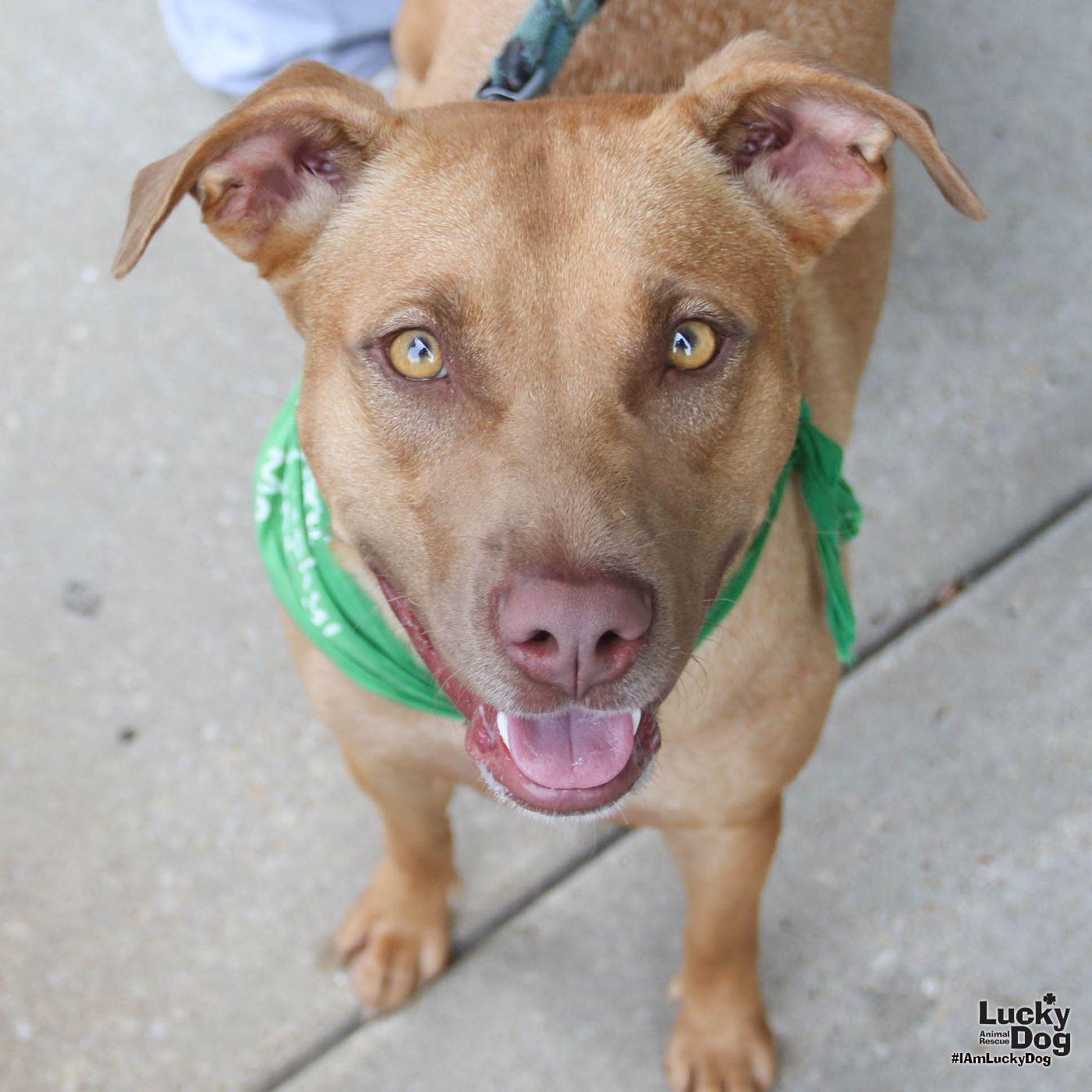Enlarge Ma'am, a Adoptable mixed breed in Washington, DC image 2/3