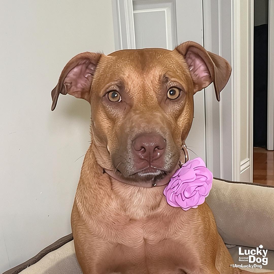 Enlarge Ma'am, a Adoptable mixed breed in Washington, DC image 3/3