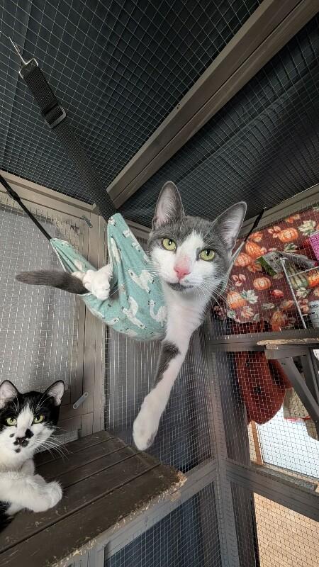 Ash, a Adoptable Domestic Short Hair in Grand Rapids, MI image 1/6