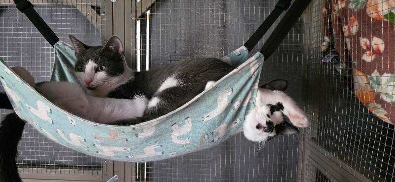 Ash, a Adoptable Domestic Short Hair in Grand Rapids, MI image 2/6