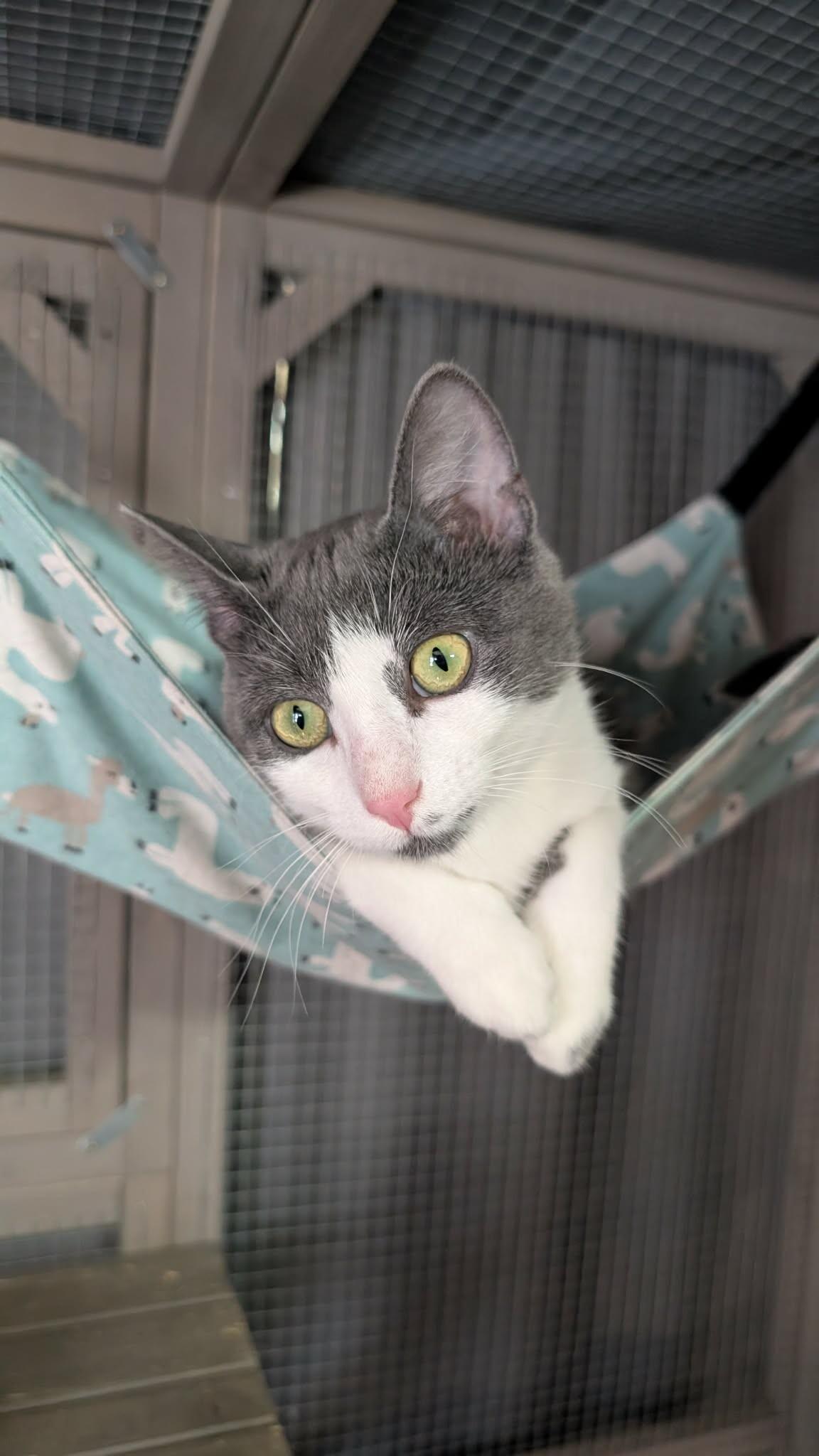 Ash, a Adoptable Domestic Short Hair in Grand Rapids, MI image 3/6