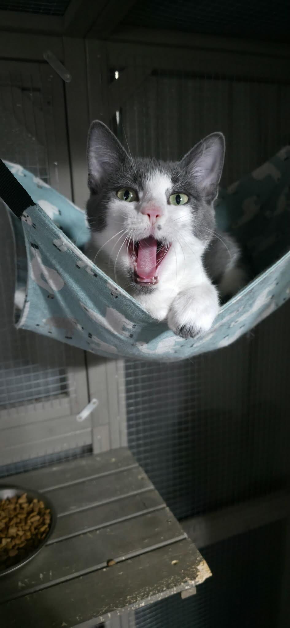 Ash, a Adoptable Domestic Short Hair in Grand Rapids, MI image 4/6