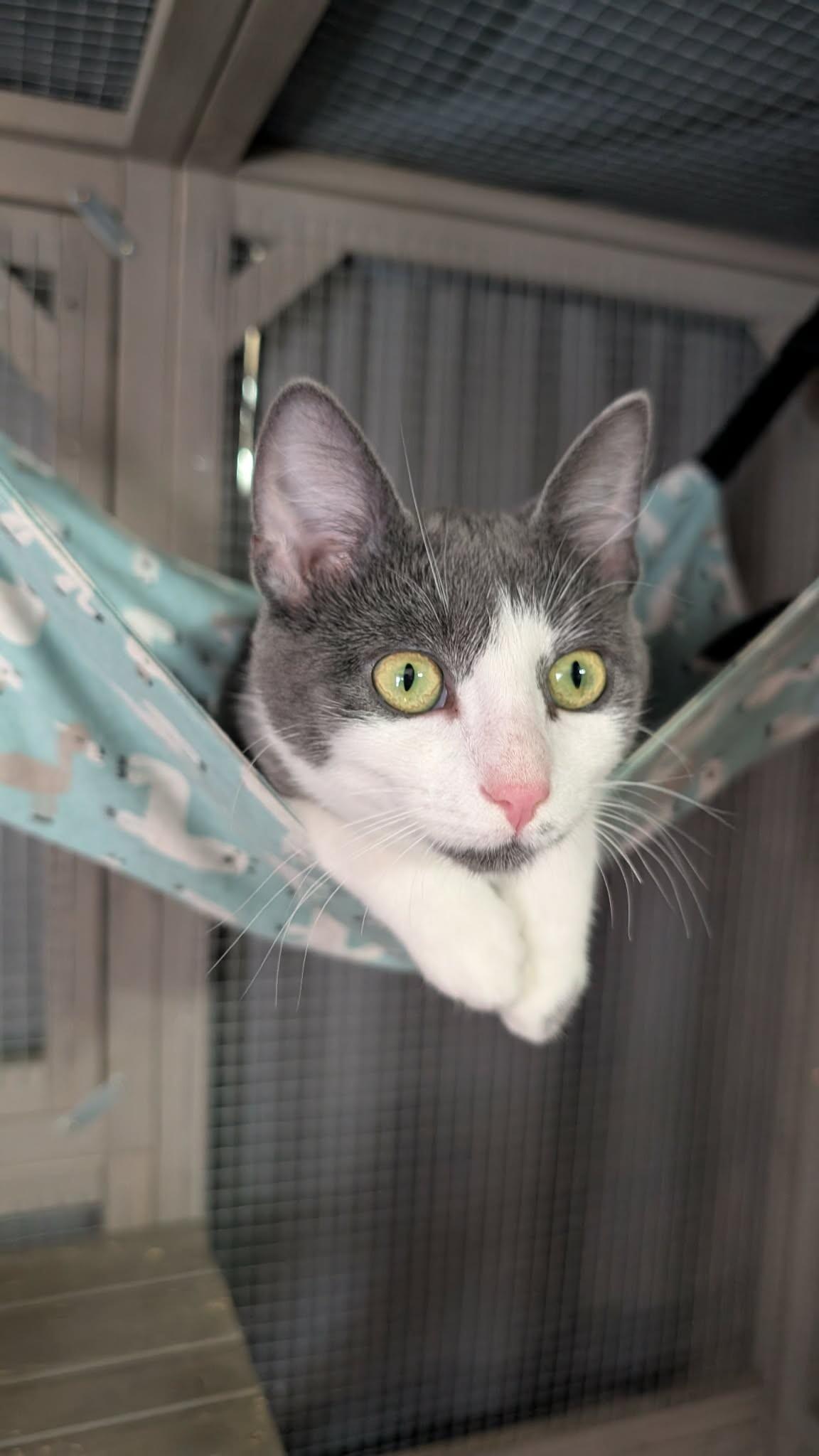 Ash, a Adoptable Domestic Short Hair in Grand Rapids, MI image 5/6