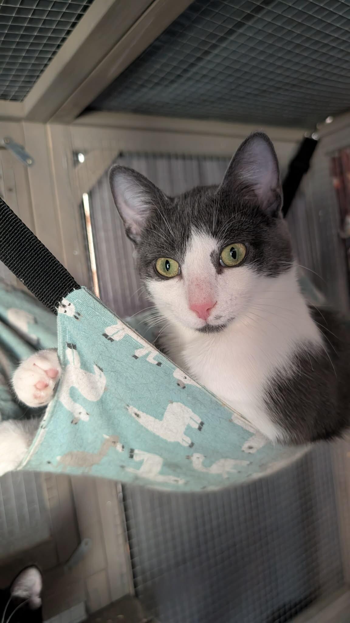 Ash, a Adoptable Domestic Short Hair in Grand Rapids, MI image 6/6