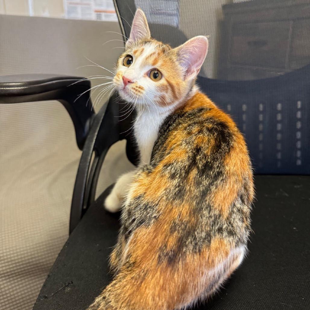 Spatula, Adoptable, Kitten Female Domestic Short Hair.