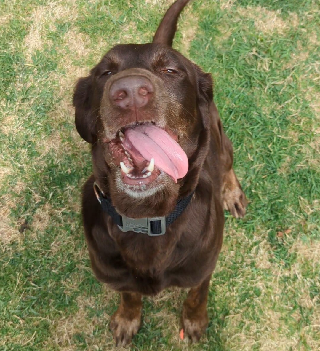 Shortcake, a Adoptable mixed breed in Breckenridge, CO image 1/13