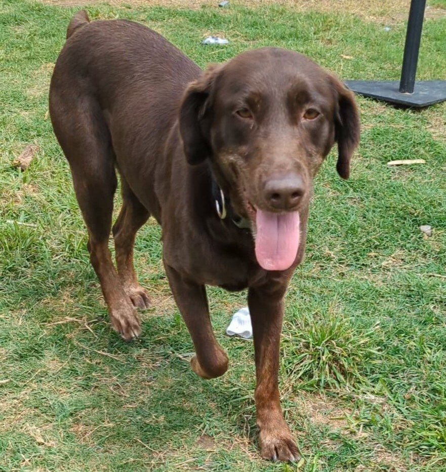Shortcake, a Adoptable mixed breed in Breckenridge, CO image 2/13