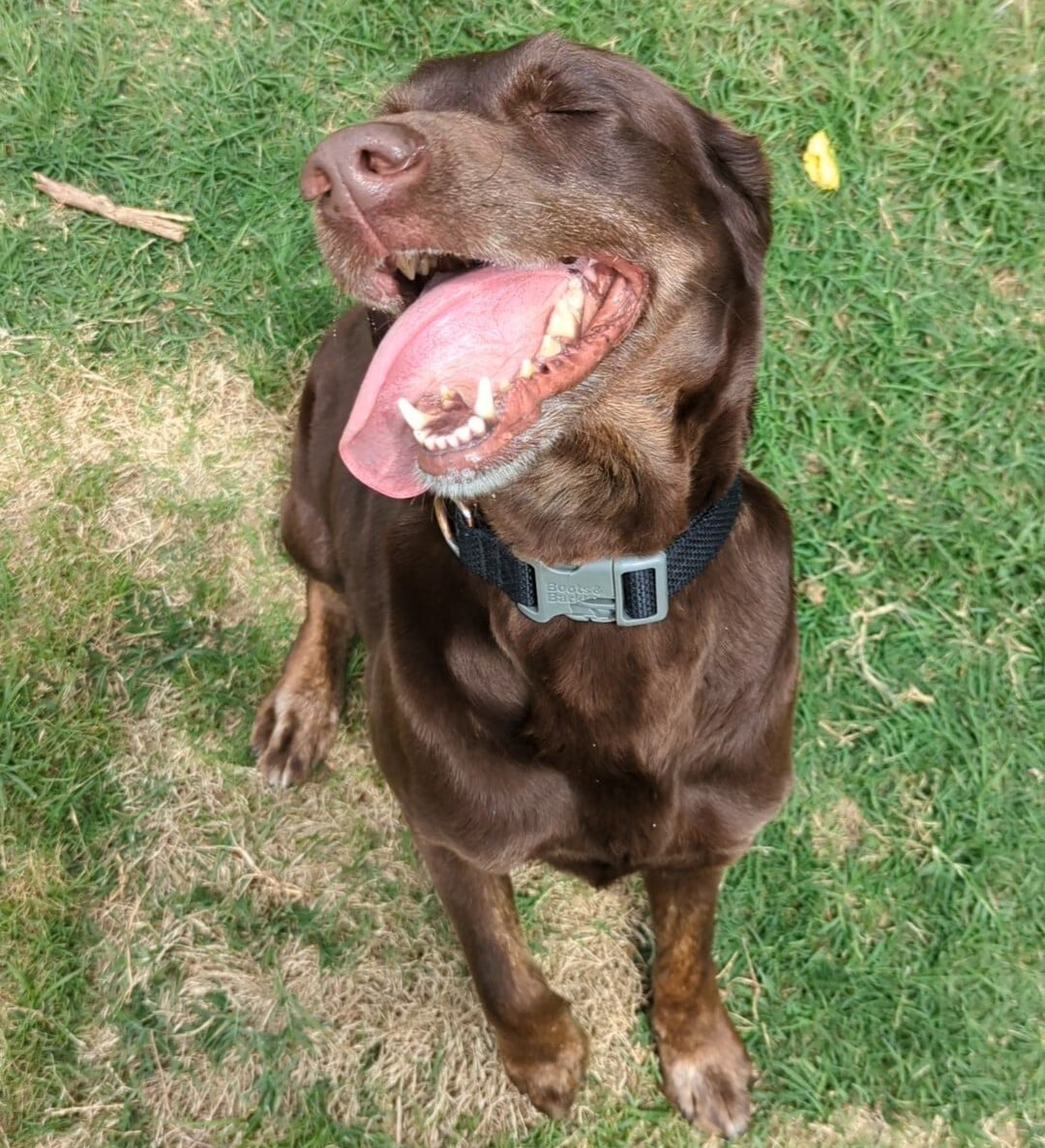 Shortcake, a Adoptable mixed breed in Breckenridge, CO image 3/13