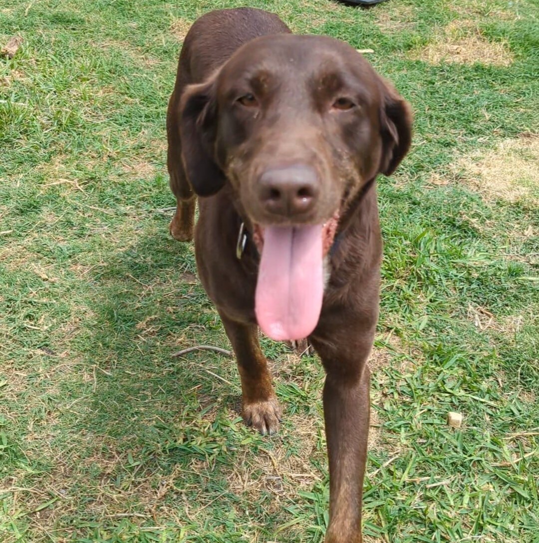 Shortcake, a Adoptable mixed breed in Breckenridge, CO image 4/13
