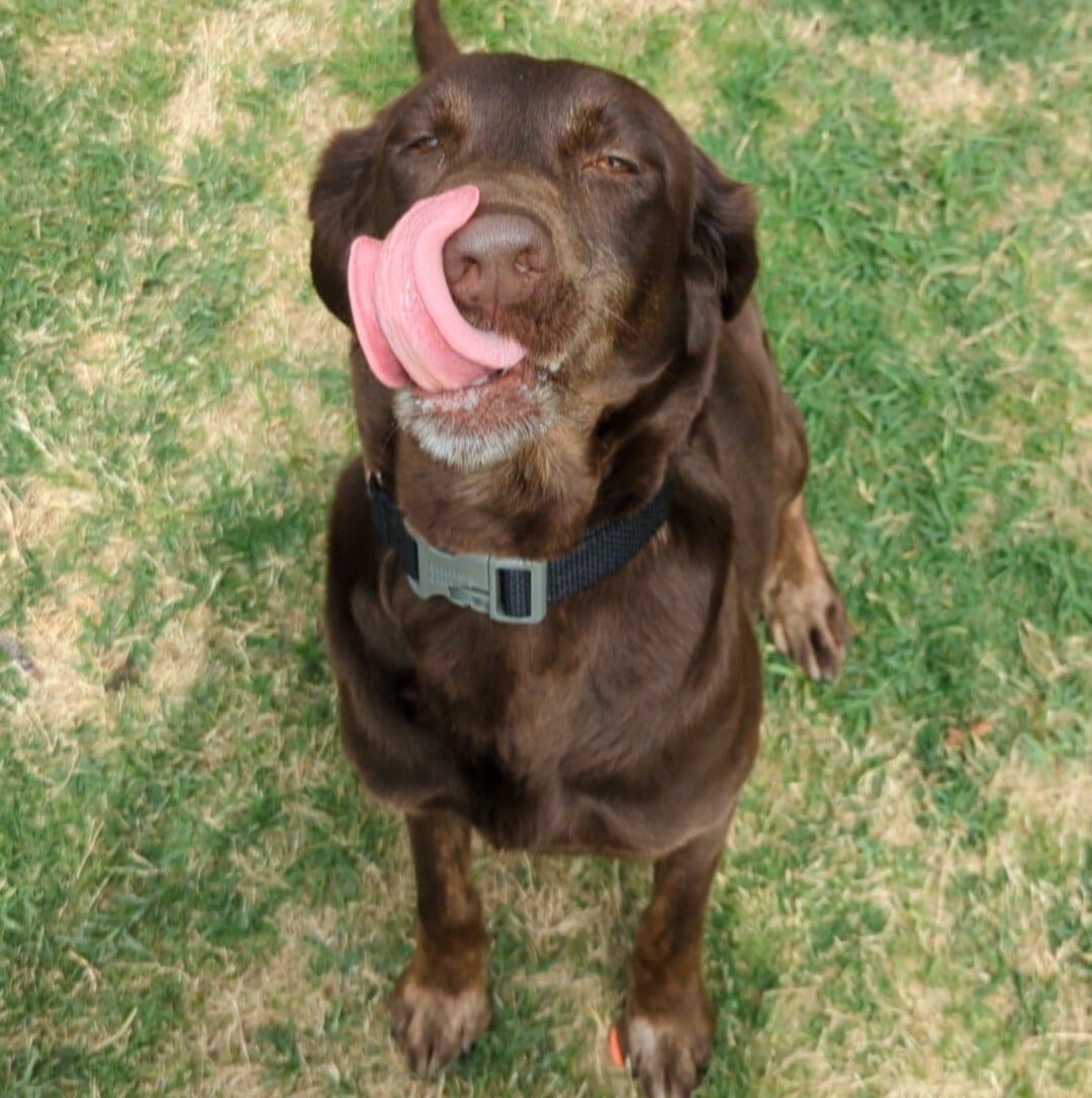 Shortcake, a Adoptable mixed breed in Breckenridge, CO image 5/13