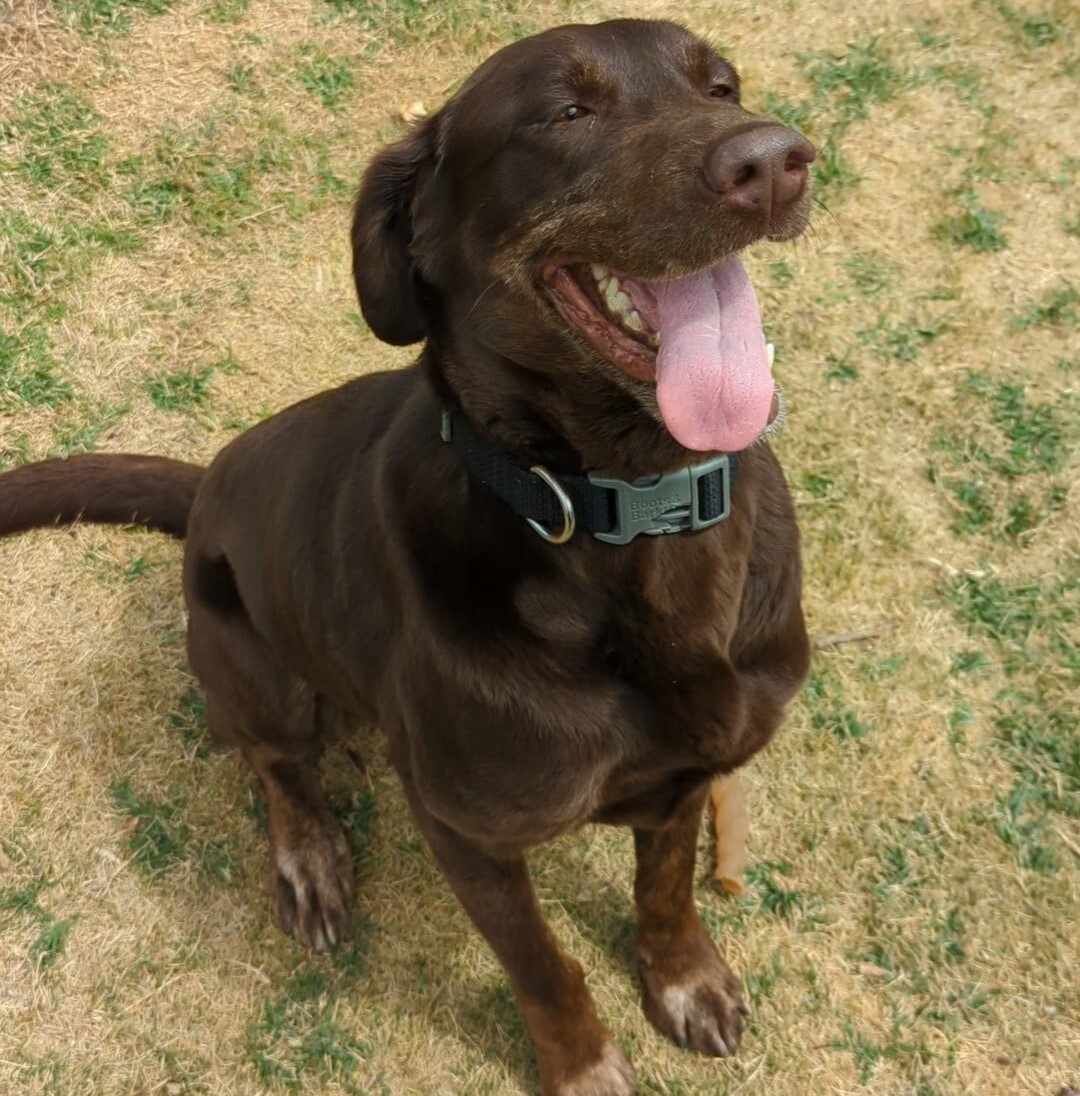 Shortcake, a Adoptable mixed breed in Breckenridge, CO image 6/13