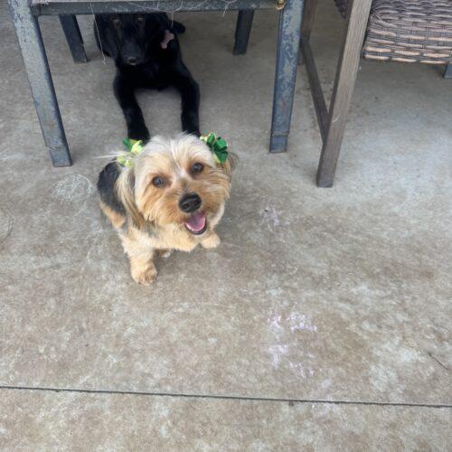 Molly, Adoptable, Puppy Female Yorkshire Terrier.