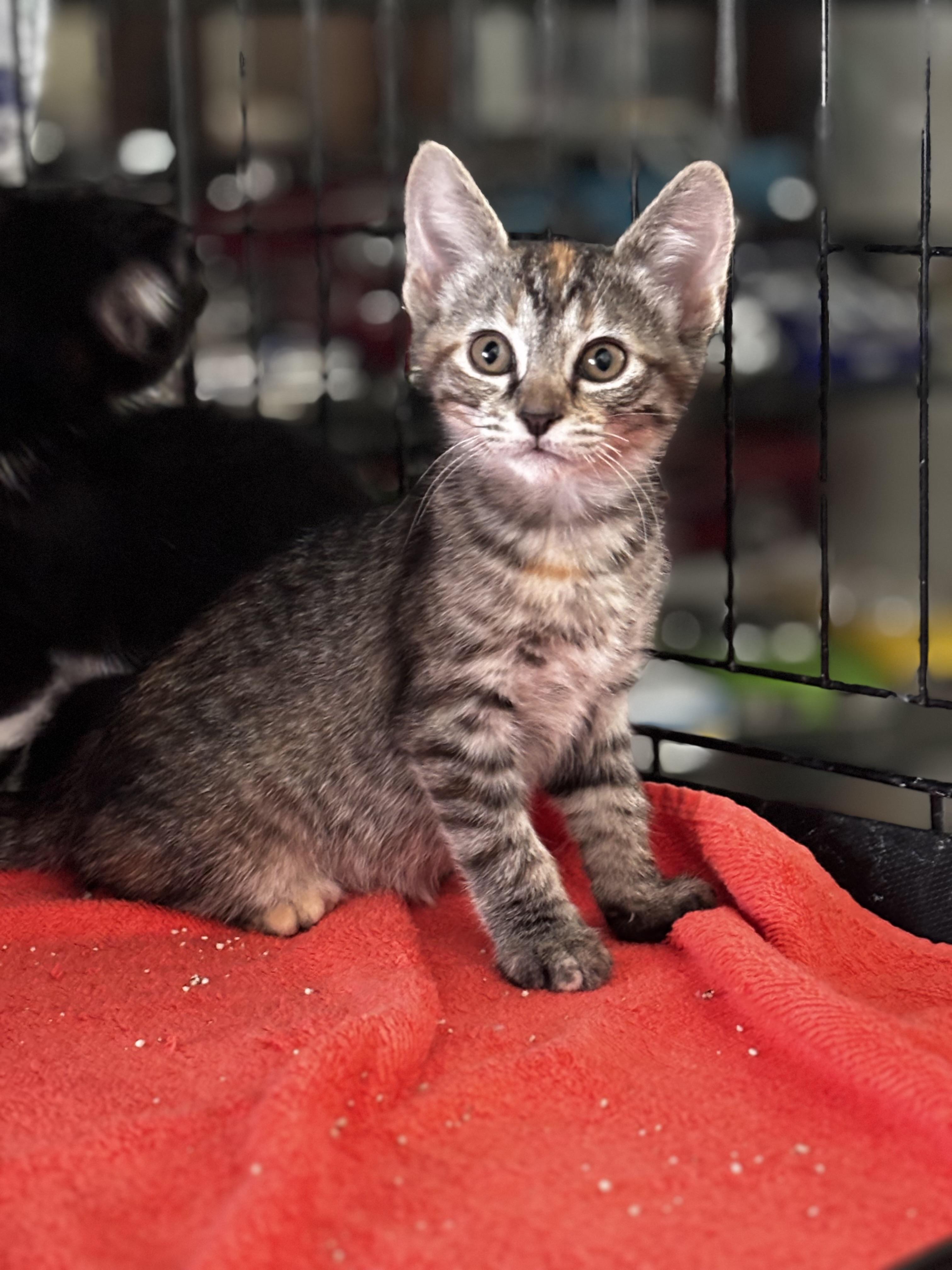 Fannie, Young Female Domestic Short Hair