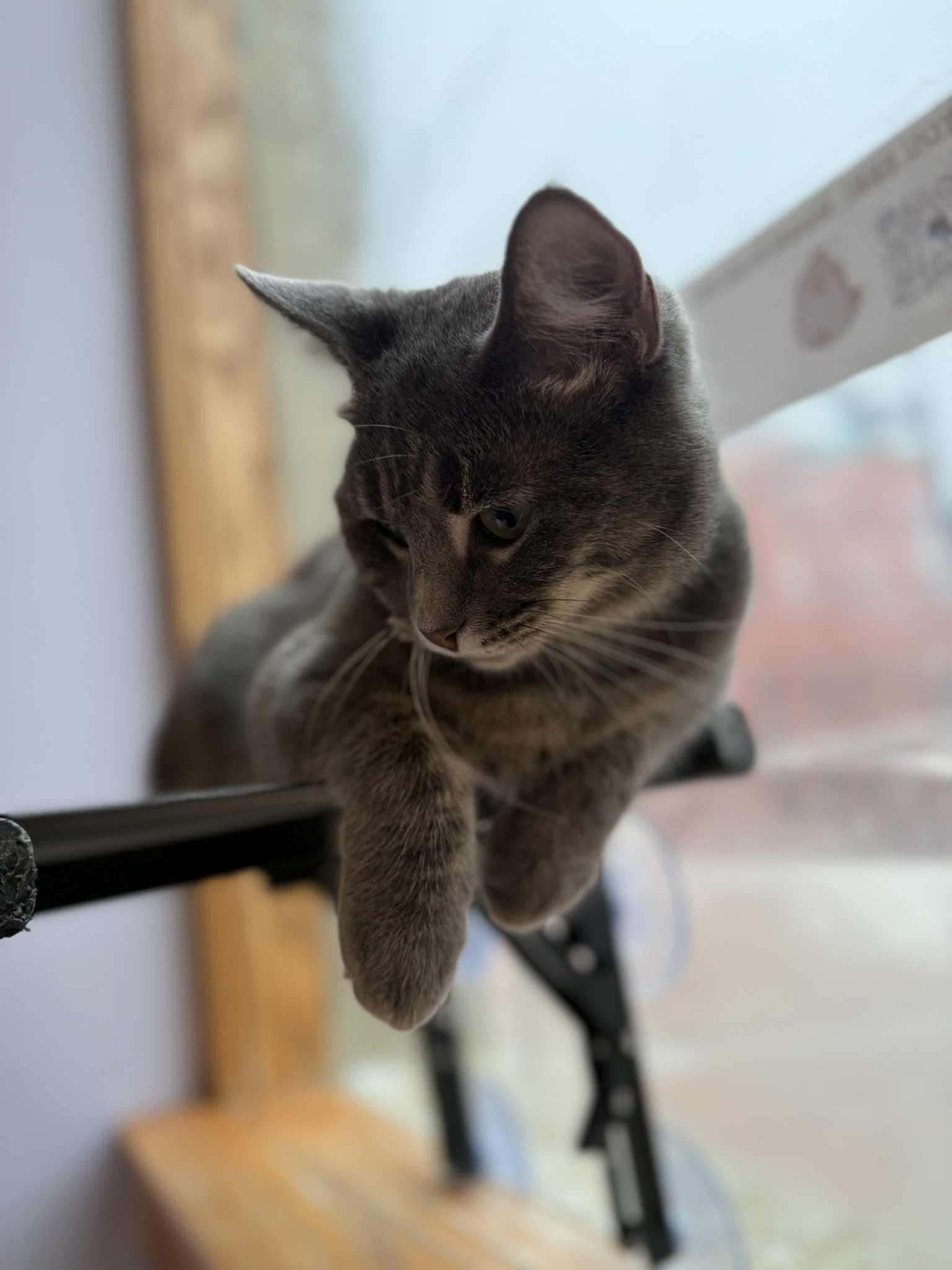 Sawyer (cat café), a Adoptable Domestic Short Hair in Lafayette, IN image 5/5