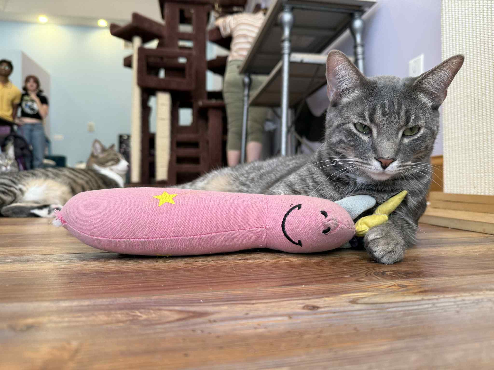 Sawyer (cat café), Adoptable, Adult Male Domestic Short Hair.