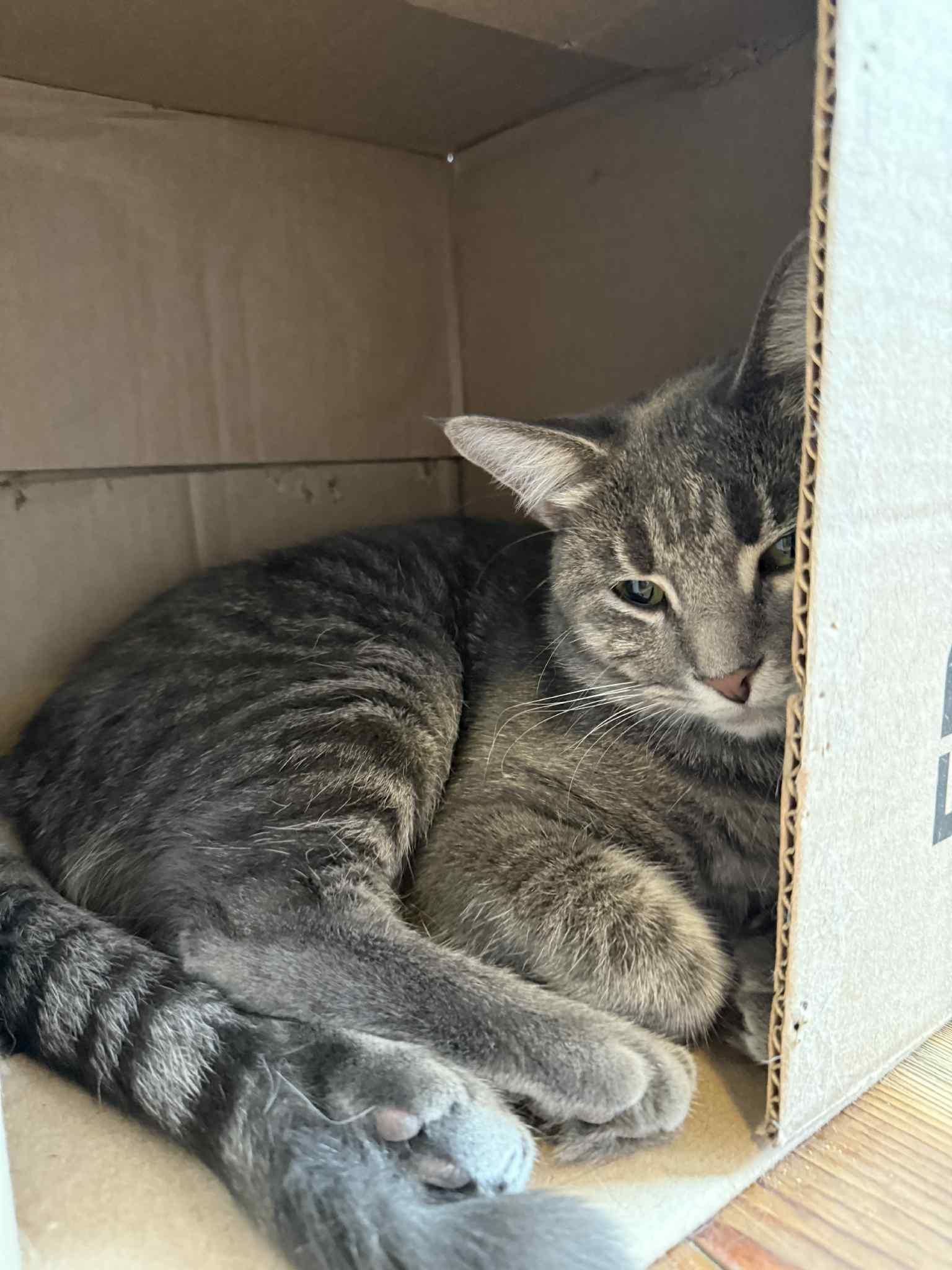 Sawyer (cat café), a Adoptable Domestic Short Hair in Lafayette, IN image 4/5