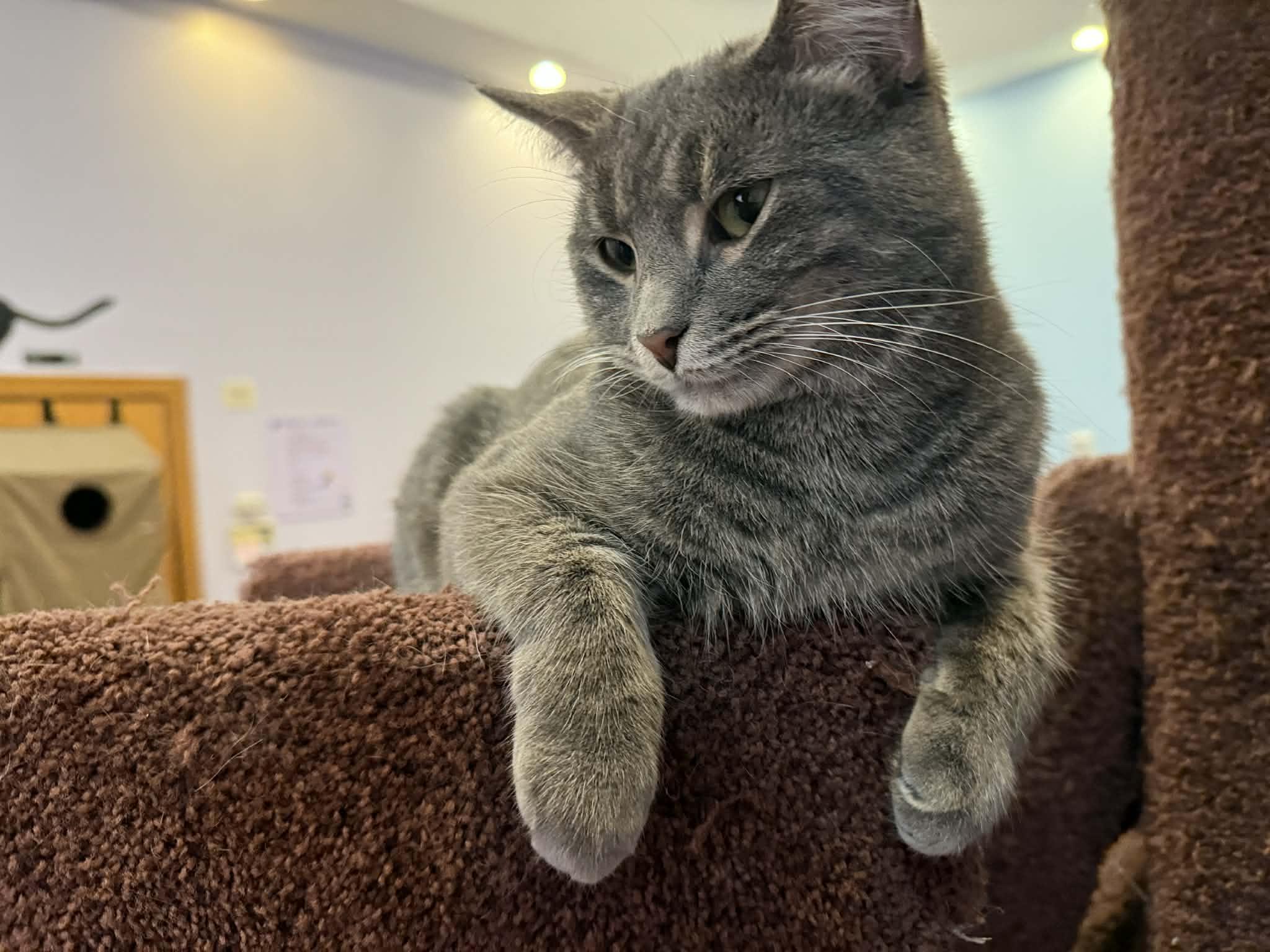 Enlarge Sawyer (cat café), a Adoptable Domestic Short Hair in Lafayette, IN image 1/6