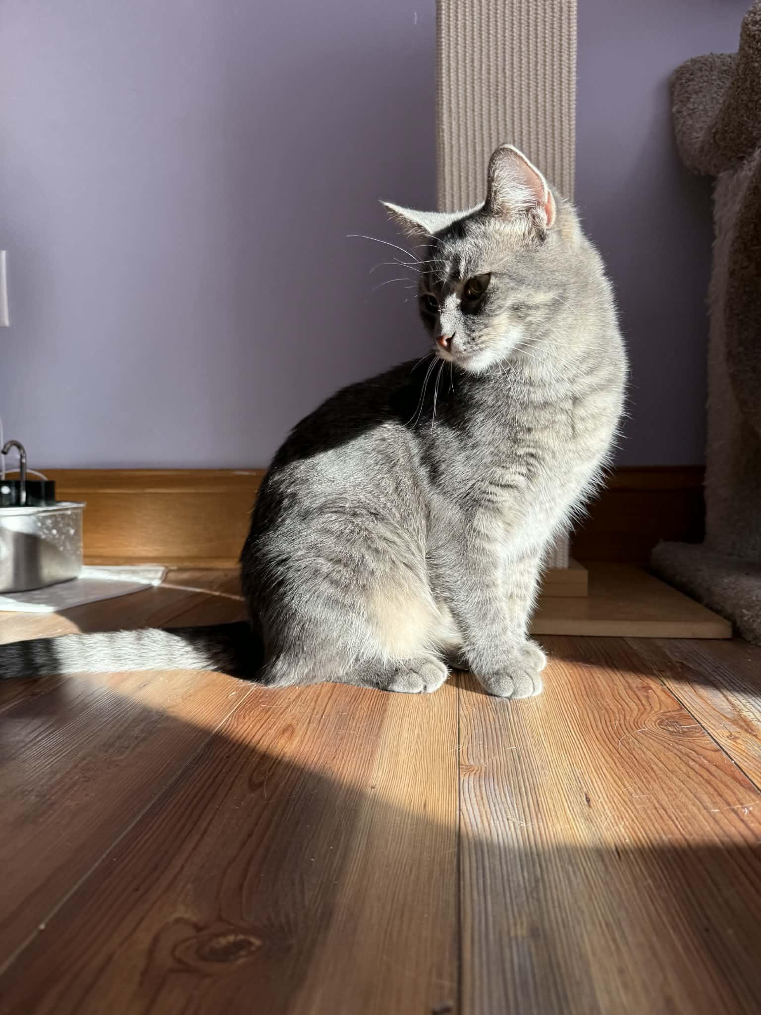 Sawyer (cat café), a Adoptable Domestic Short Hair in Lafayette, IN image 3/5