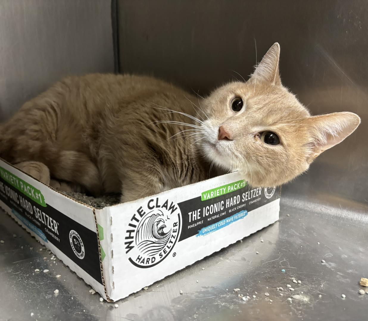 Enlarge Tobias, a ADOPTABLE Domestic Short Hair in Stillwater, OK image 1/1