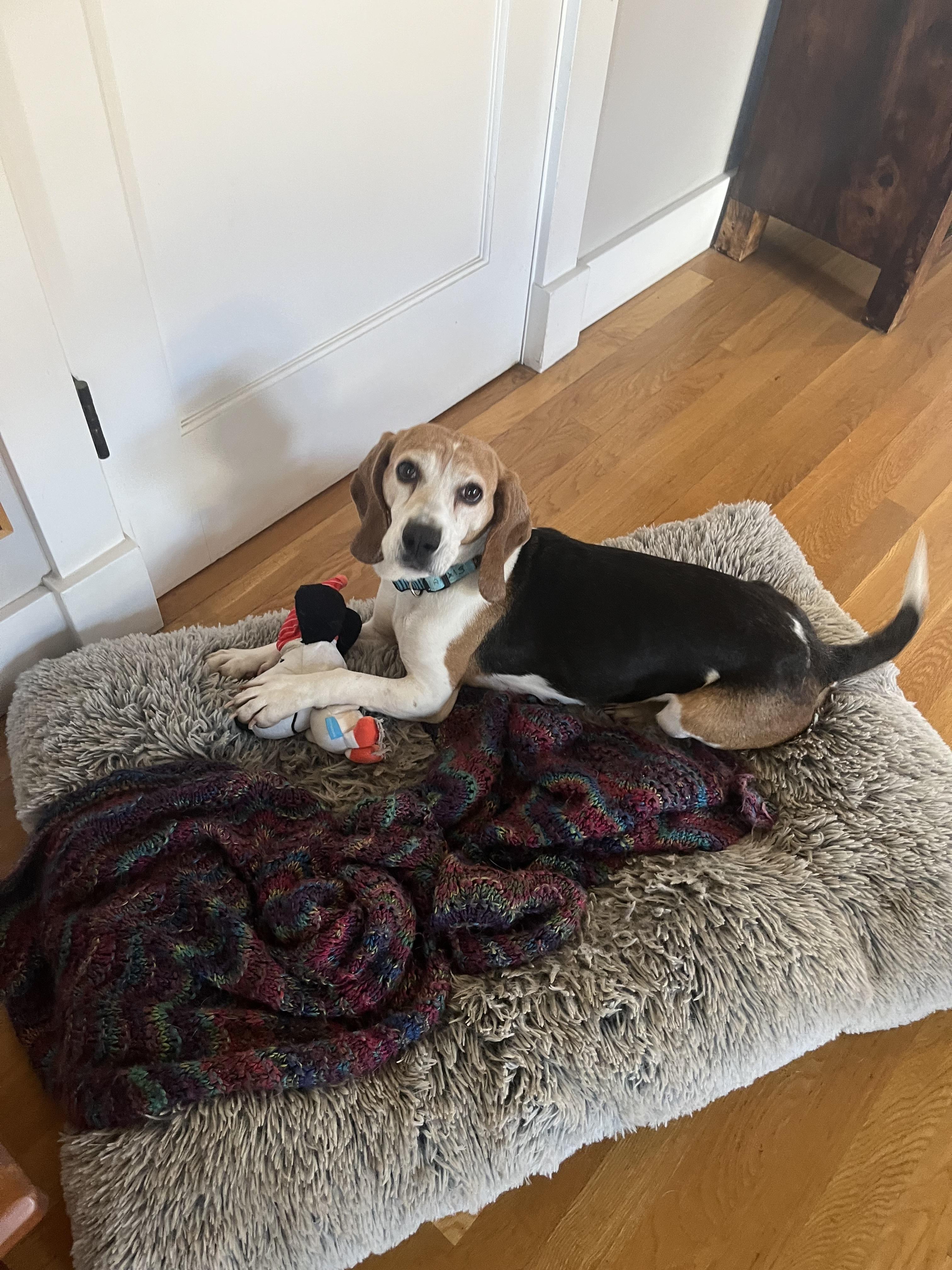 Enlarge Halsey, a ADOPTABLE Beagle in Anaheim, CA image 2/3