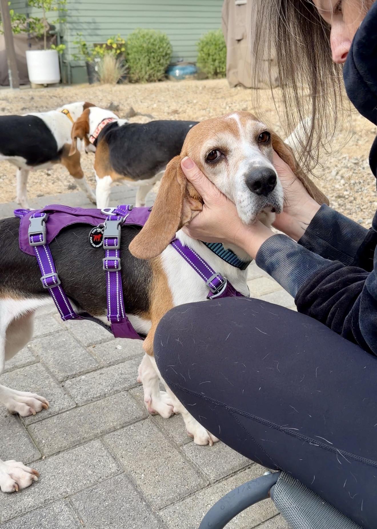 Enlarge Halsey, a ADOPTABLE Beagle in Anaheim, CA image 3/3