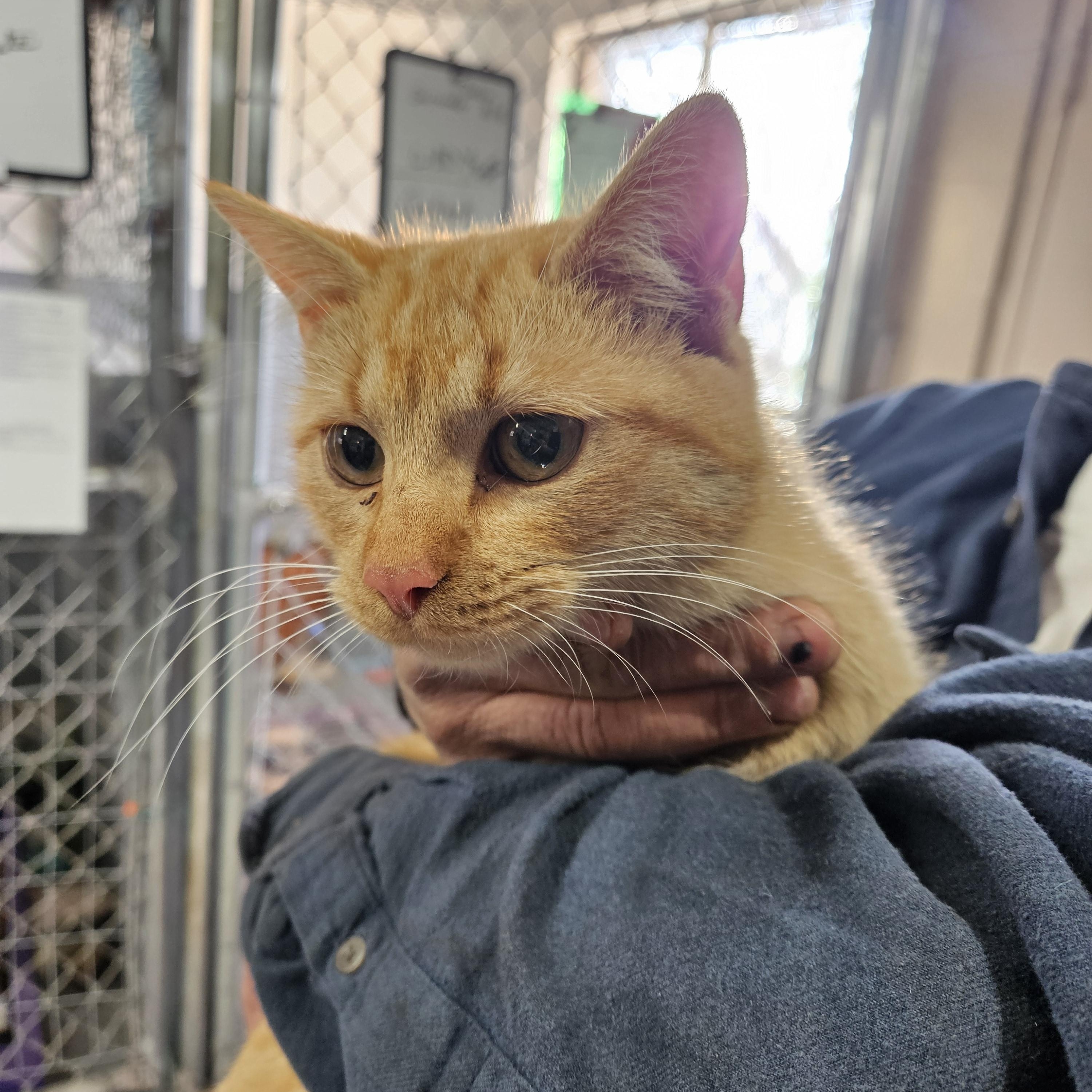 Mango, a Adoptable Domestic Short Hair in Nucla, CO image 1/2