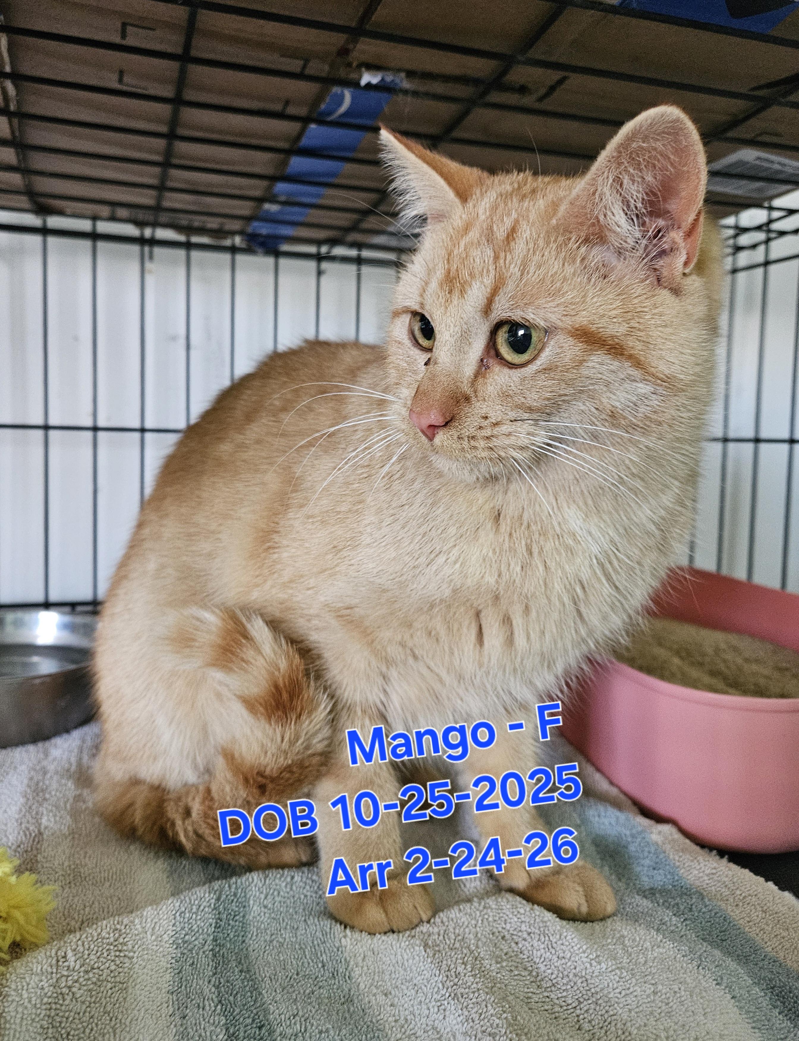 Mango, a Adoptable Domestic Short Hair in Nucla, CO image 2/2