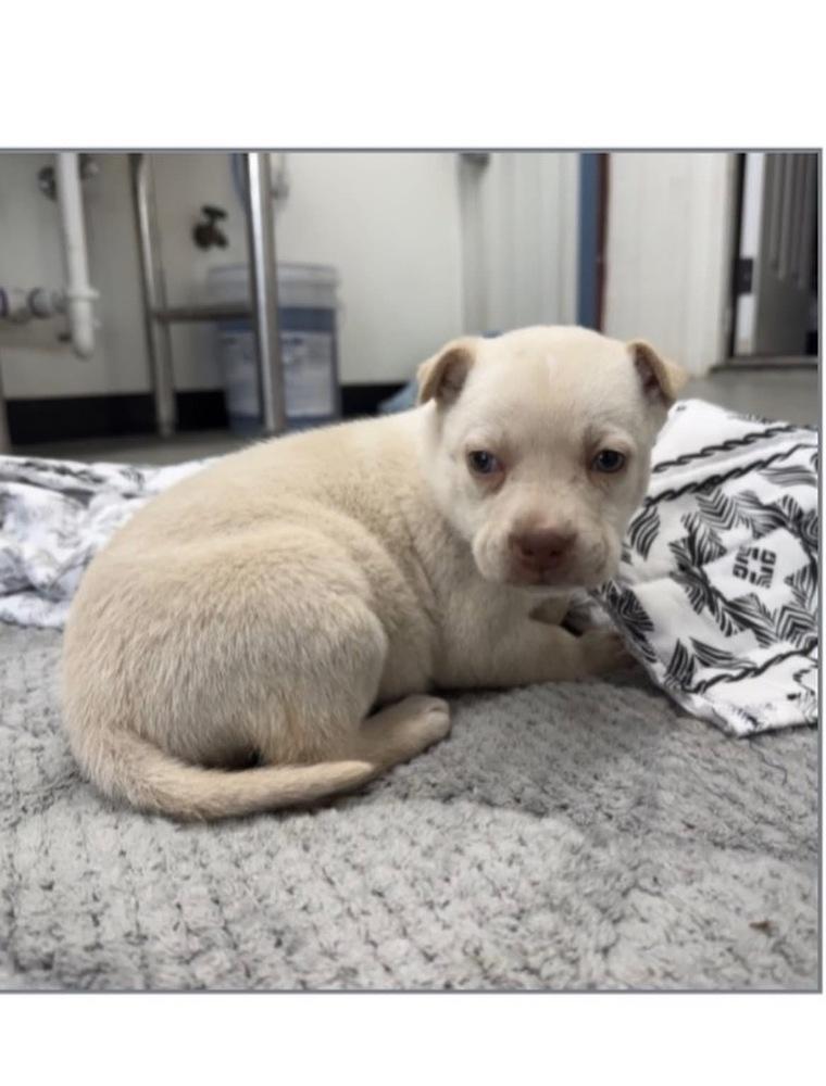 Francesca, Adoptable, Puppy Female Chihuahua.