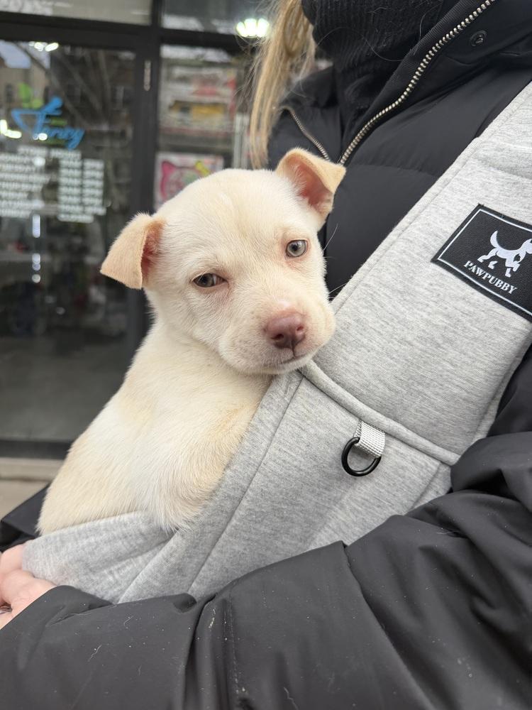 Enlarge Francesca, a Adoptable mixed breed in Bronx, NY image 2/6