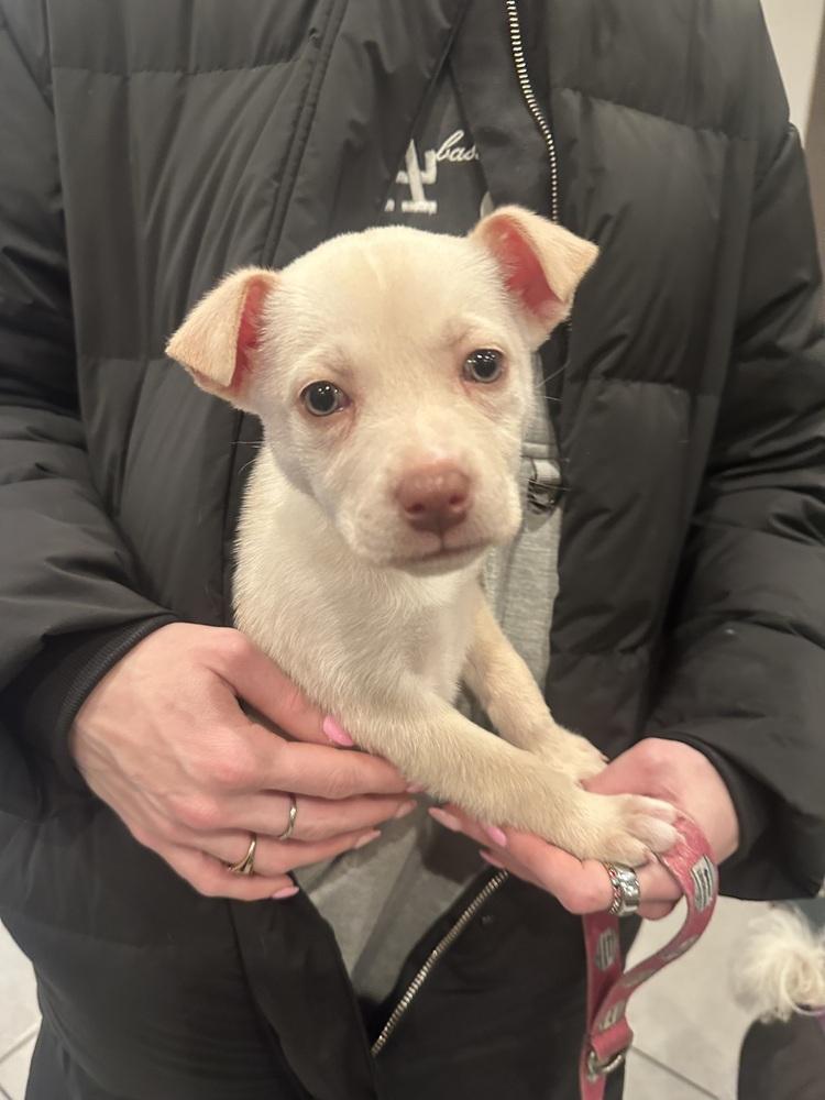 Enlarge Francesca, a Adoptable mixed breed in Bronx, NY image 5/6