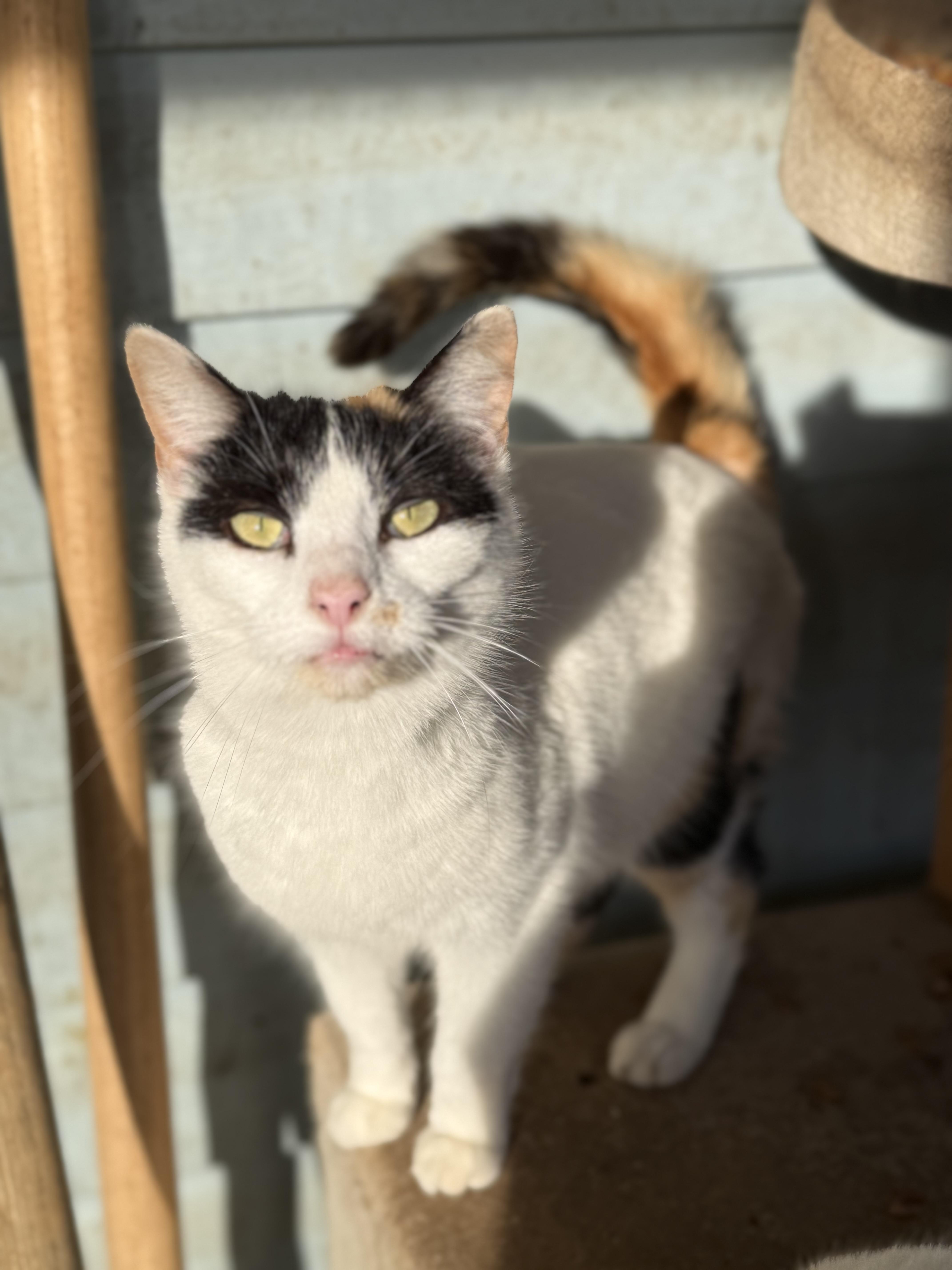 Pebbles , a ADOPTABLE Domestic Short Hair in Johnson City, TN image 2/2