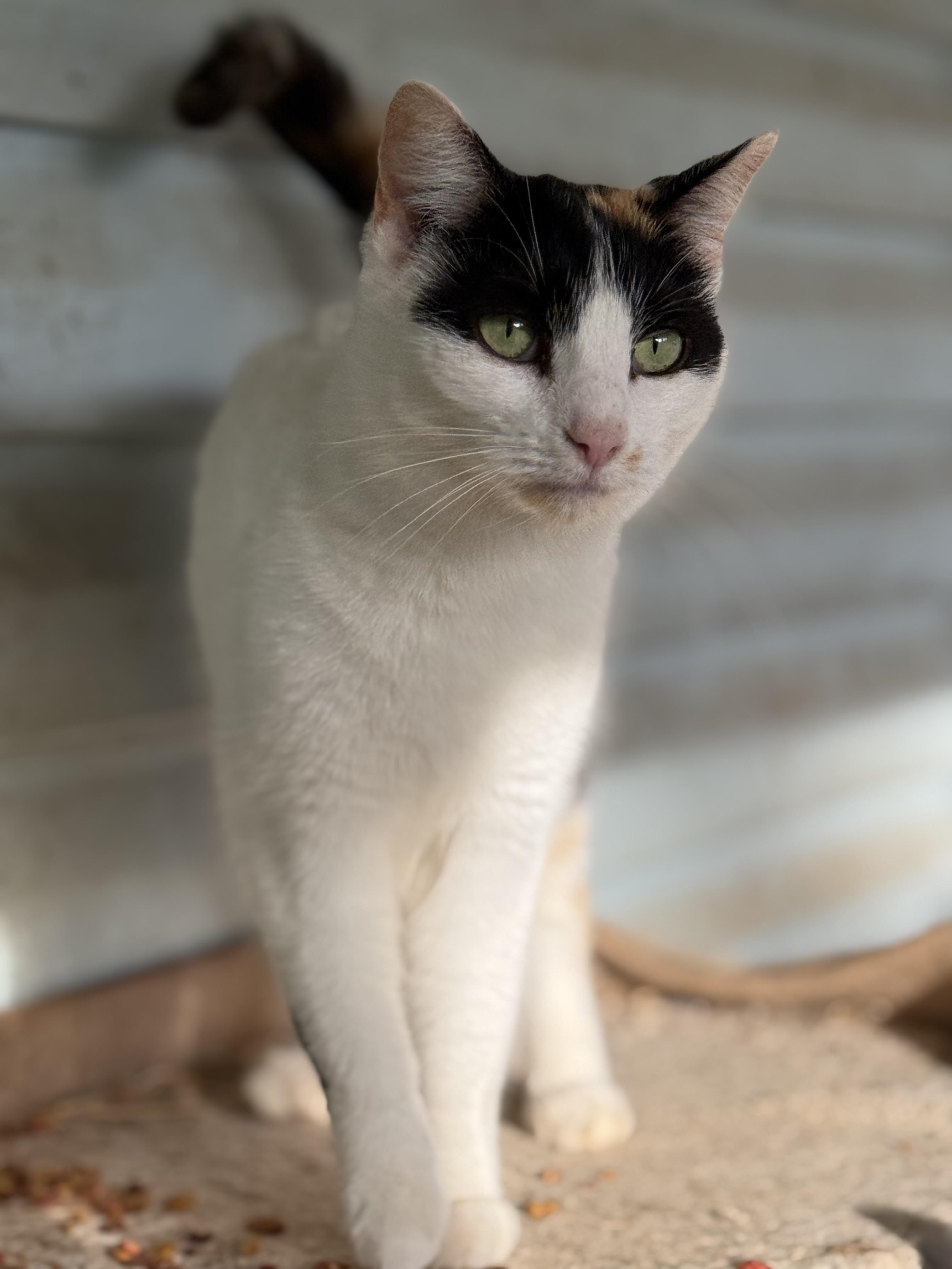 Pebbles , ADOPTABLE, Young Female Domestic Short Hair.