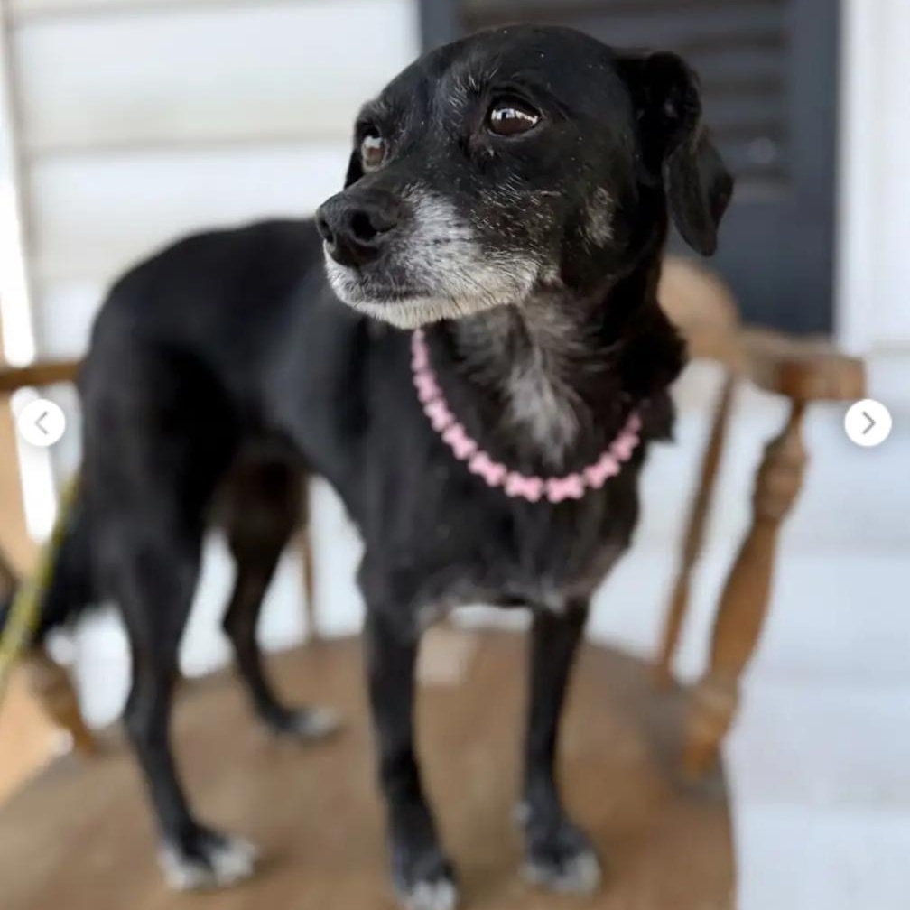 Sugar Cookie, ADOPTABLE, Senior Female Chihuahua.