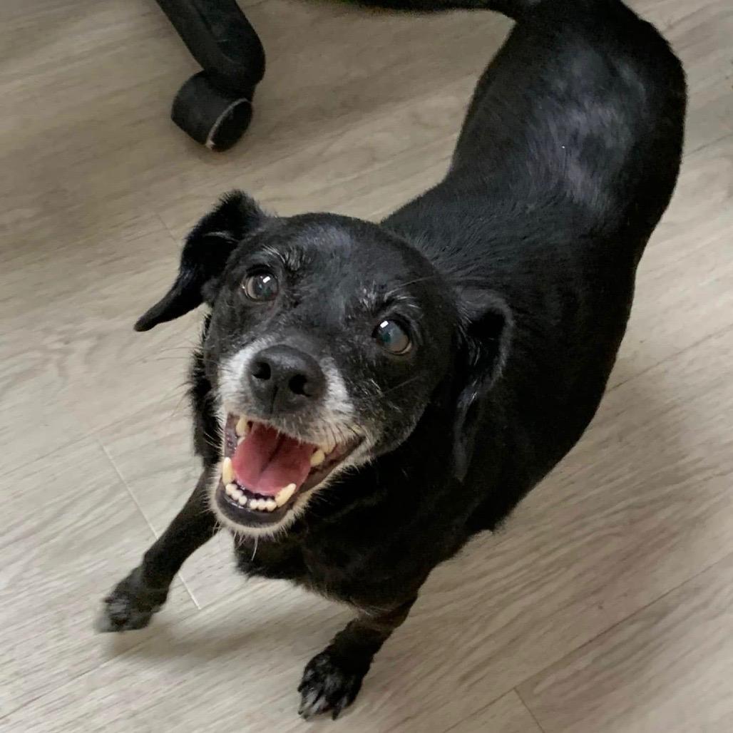 Enlarge Sugar Cookie, an adopted Chihuahua in Burlington, VT image 4/6