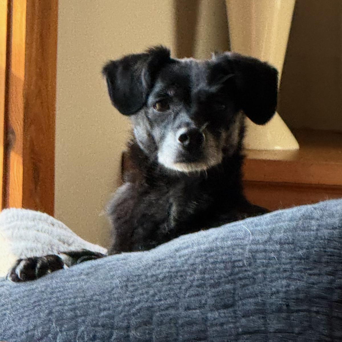 Enlarge Sugar Cookie, an adopted Chihuahua in Burlington, VT image 6/6