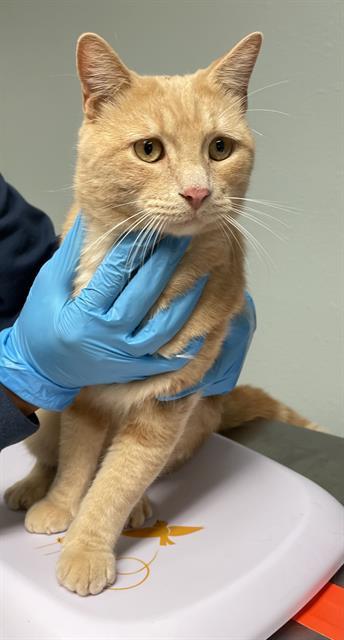 Enlarge MR. WHISKERS, a Adoptable Domestic Short Hair in Sugar Land, TX image 1/1