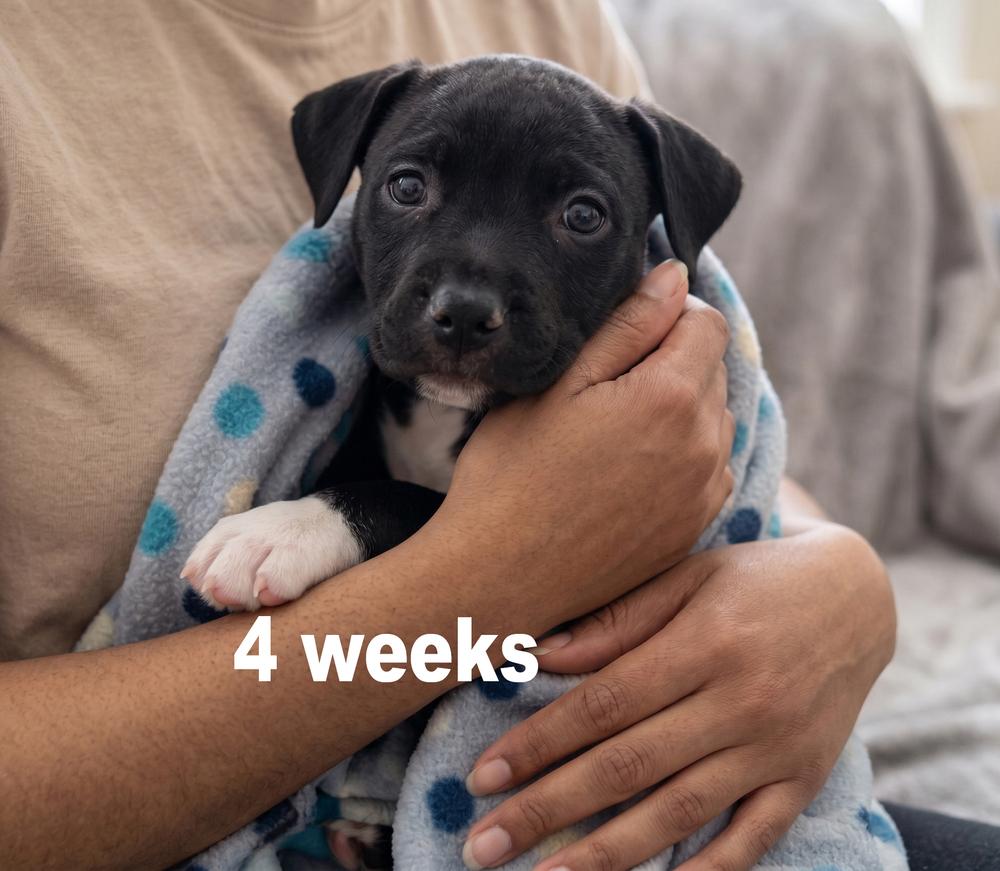 Enlarge Journey, a Adoptable mixed breed in Crown Point, IN image 2/4